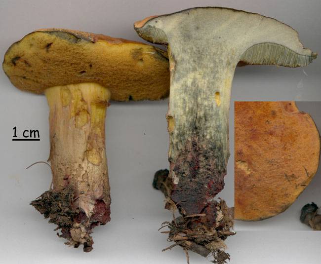 Boletus queletii